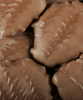 Milk Chocolate Giant Pecan Patties - Del's Popcorn Shop